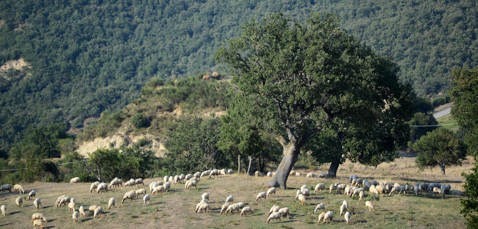 Agriturismo Masseria Castiglione Gallicchio Dış mekan fotoğraf