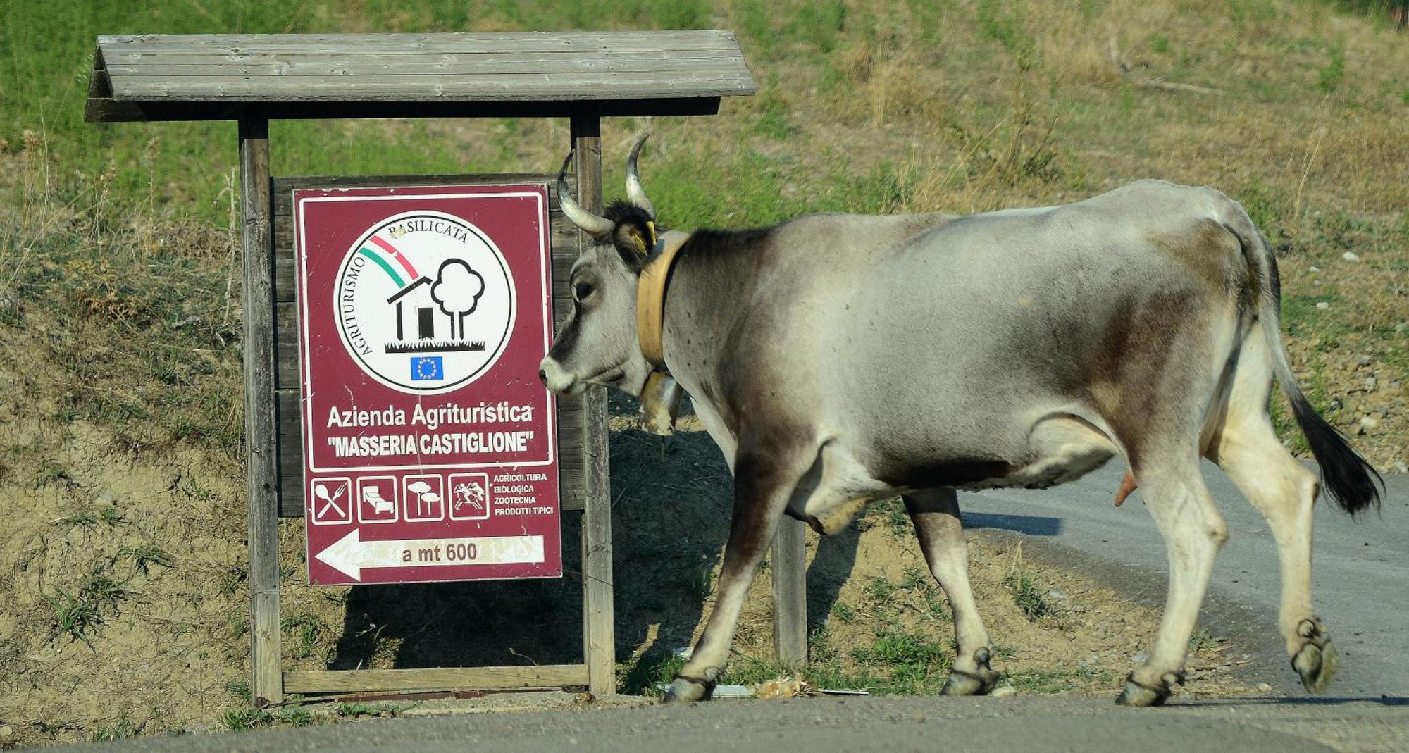 Agriturismo Masseria Castiglione Gallicchio Dış mekan fotoğraf